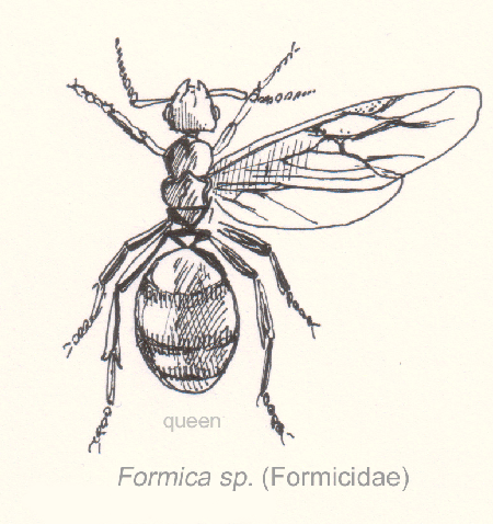 Fil:Hym-formicidae-sp.gif