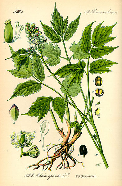 Fil:Illustration Actaea spicata0.jpg