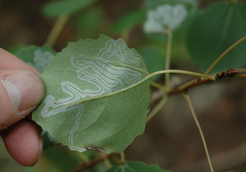 Fil:Phyllocnistis labyrinthella backside.jpg