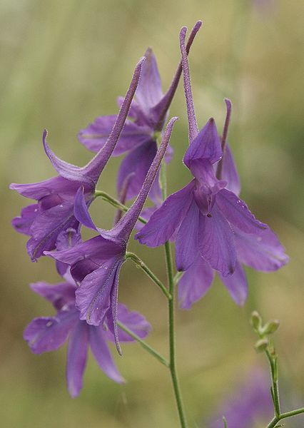 Fil:Consolida regalis 030705.jpg