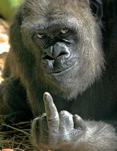 Fil:Gorillafinger.jpg