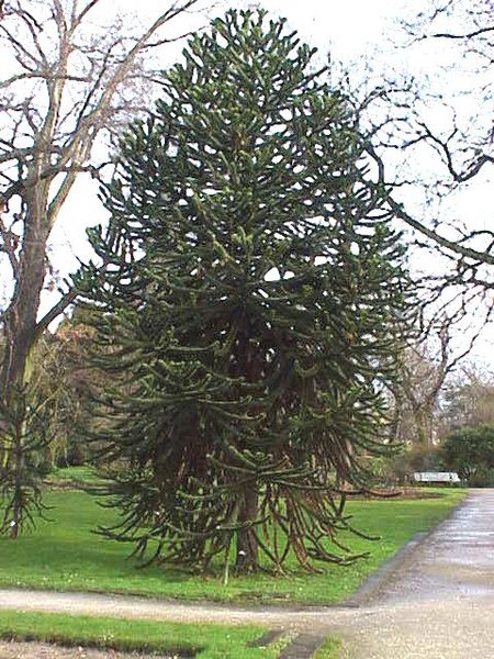 Fil:Araucaria araucana1.jpg