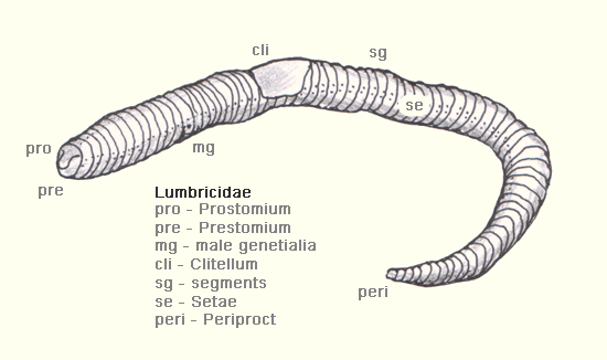 Fil:Lumbricidae-text.gif