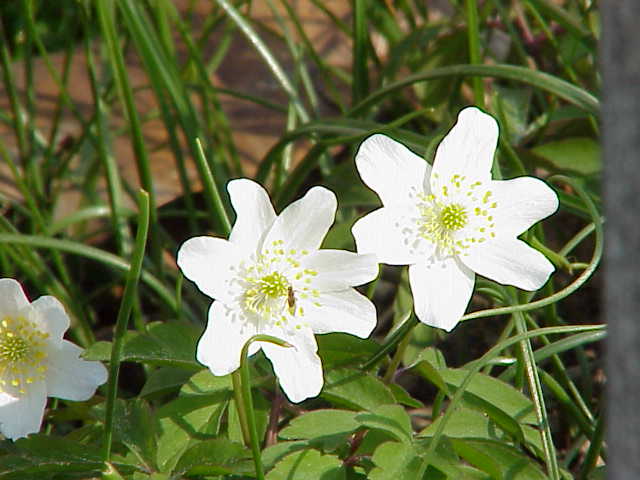 Fil:Anemone nemorosa0.jpg