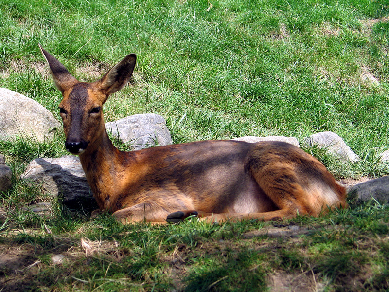 Fil:Roe deer chevreuil pyrenees.jpg