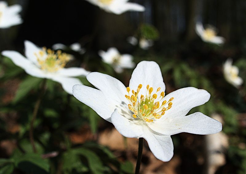 Fil:XN Anemone nemorosa 837.jpg