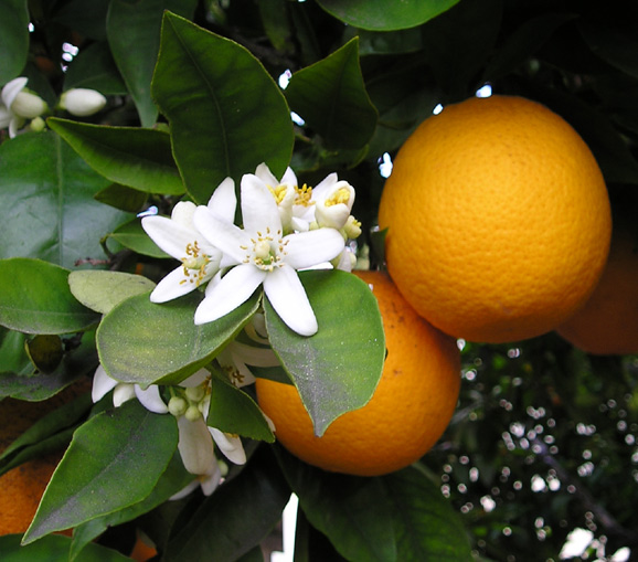 Fil:OrangeBloss wb.jpg