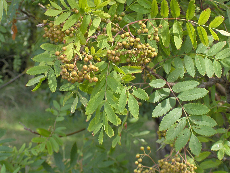 Fil:Sorbus aucuparia.leaf.jpg