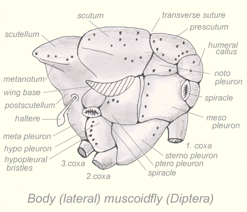 Fil:Thorax-diptera-lateral.jpg
