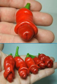 Fil:Chilli.jpg