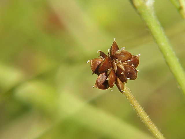 Fil:Ranunculus acris0.jpg