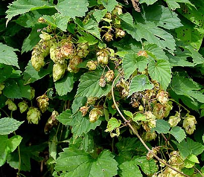 Fil:Humulus.jpg