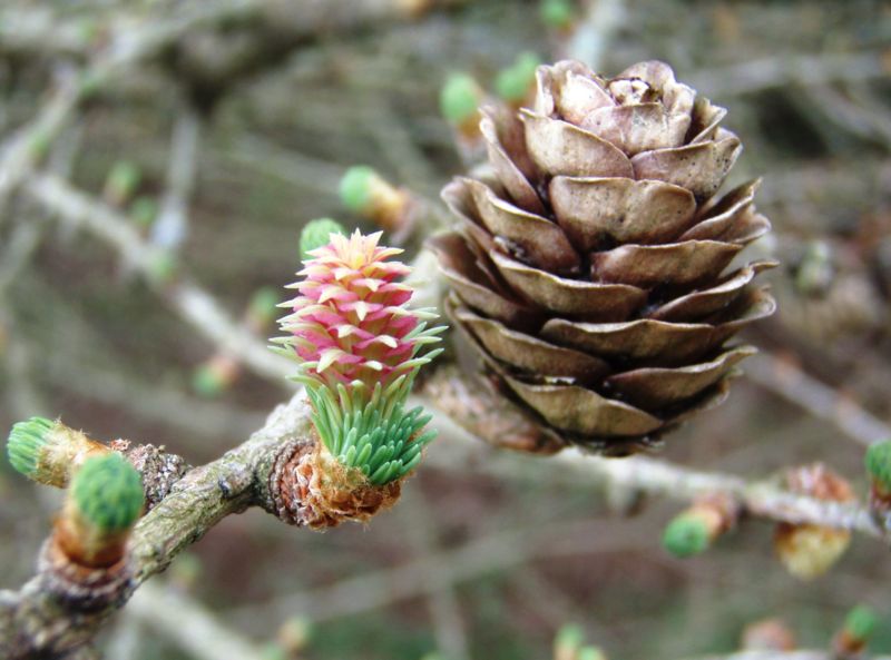Fil:Larch, Stavanger, 2006-04-31.jpg