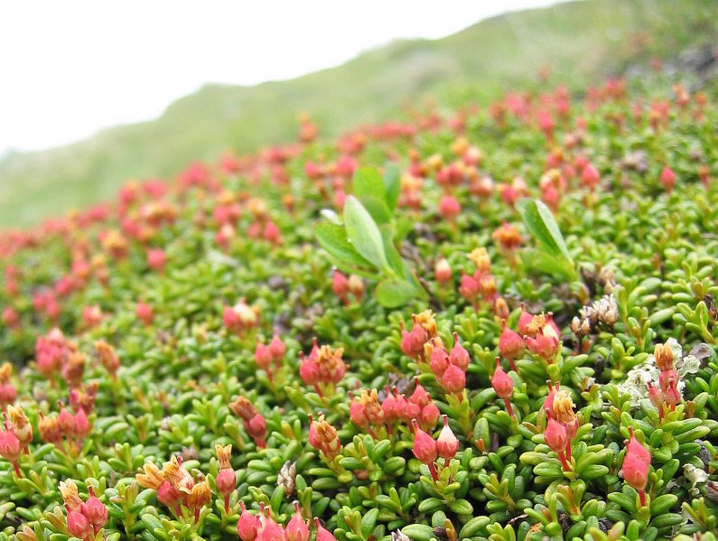 Fil:Loiseleuria procumbens fruits.jpg